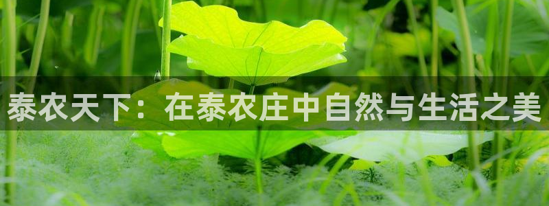 9九游会