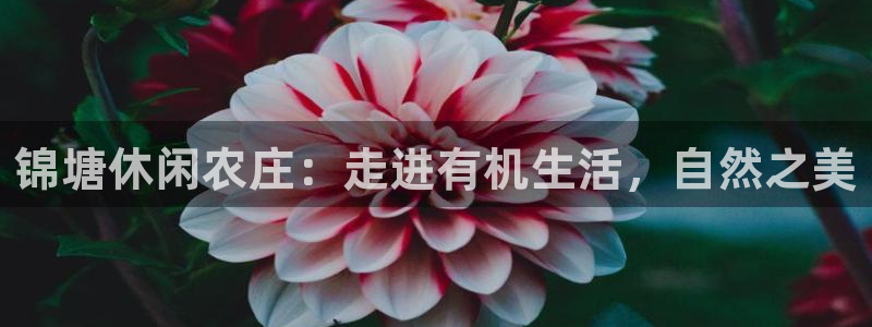 九曲灯游会介绍