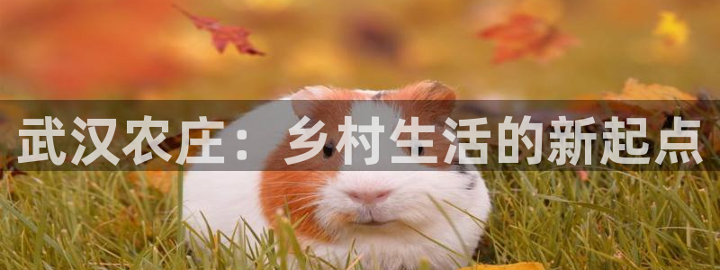 九游会平台是不是废了