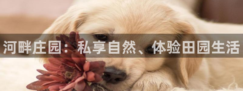 九游会网站