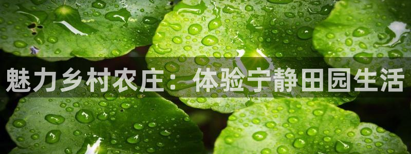 九游会ag真假
