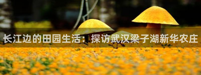 九游会赌场在哪