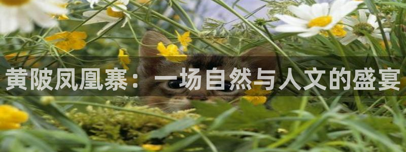 九游会官网网站是什么