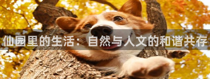 九游会能玩吗