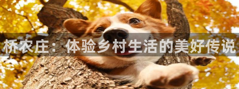 九游会体育官网